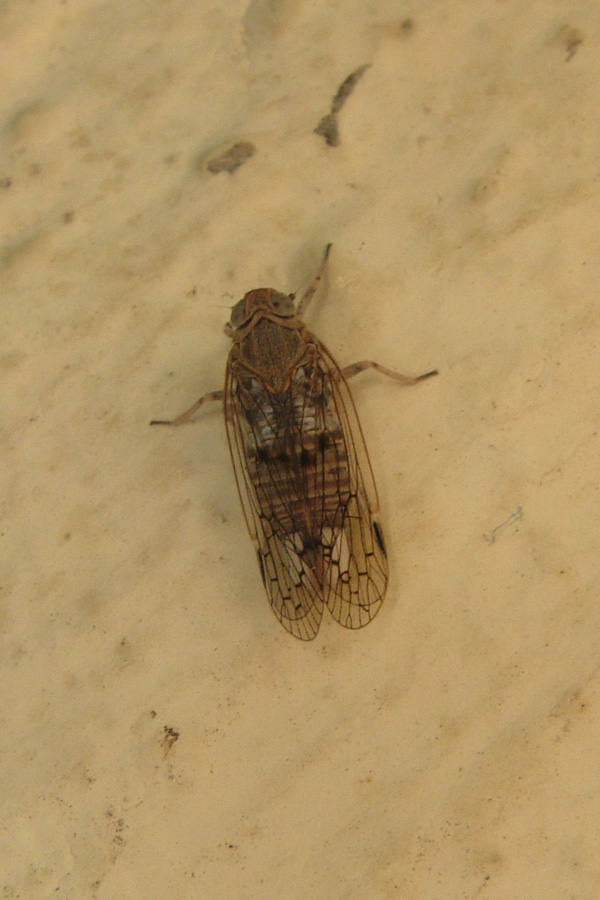 Da Creta: Cicada orni e Hyalestes sp.